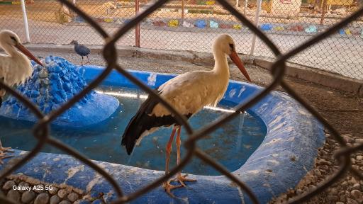 عکس باغ وحش باغلار باغی