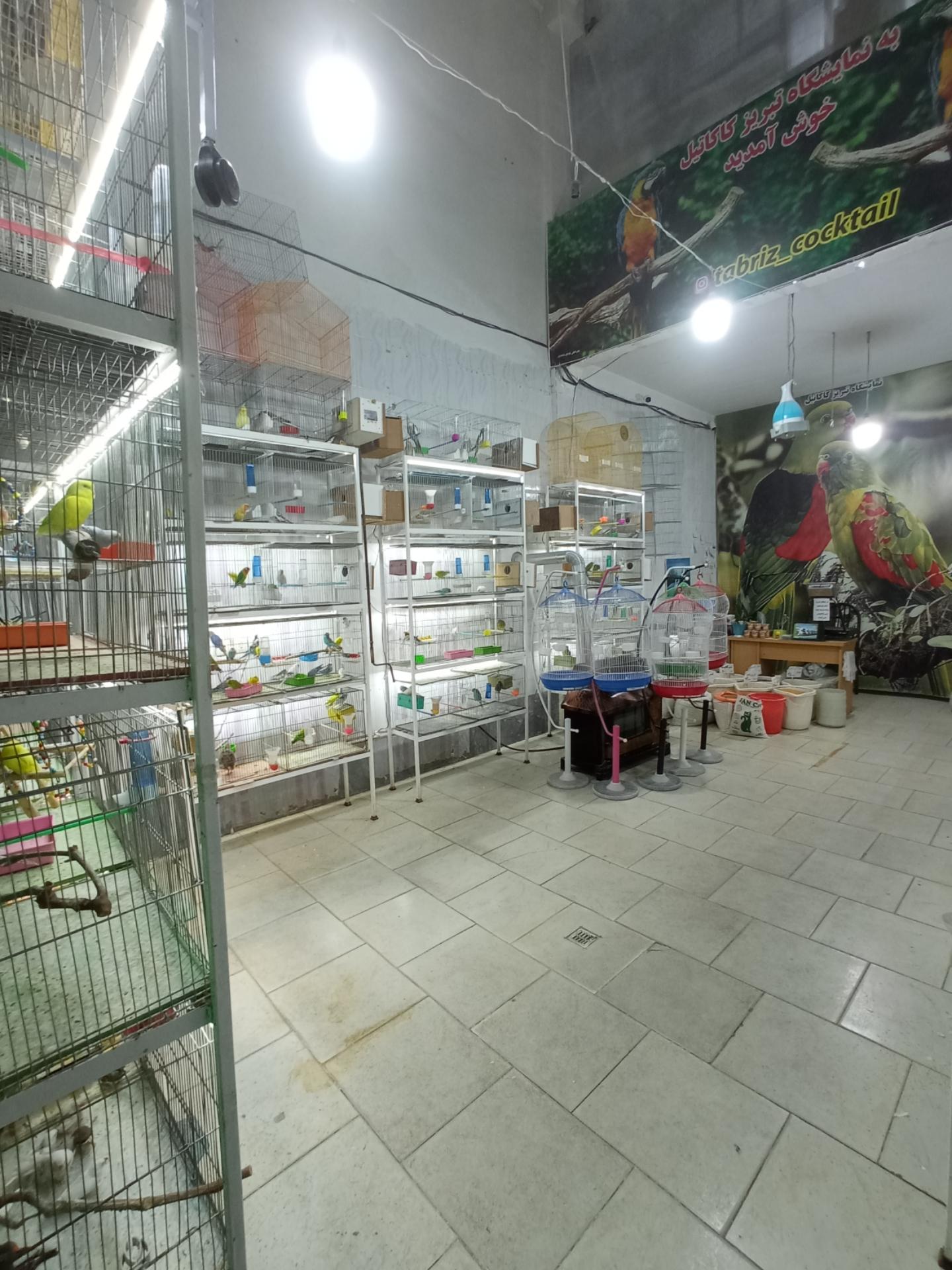 عکس تبریز کاکاتیل 