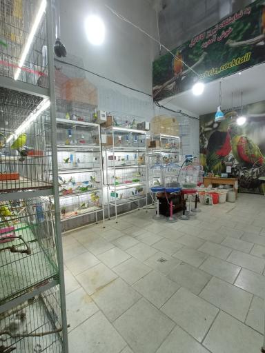 عکس تبریز کاکاتیل 