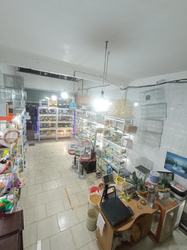 عکس تبریز کاکاتیل 