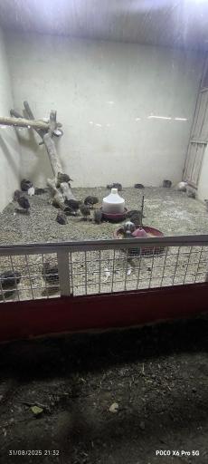 عکس باغ وحش باغلار باغی