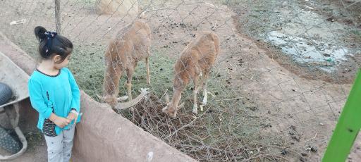 عکس باغ وحش باغلار باغی