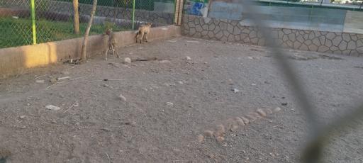 عکس باغ وحش باغلار باغی