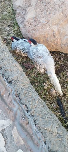 عکس باغ وحش باغلار باغی