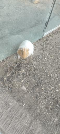 عکس باغ وحش باغلار باغی