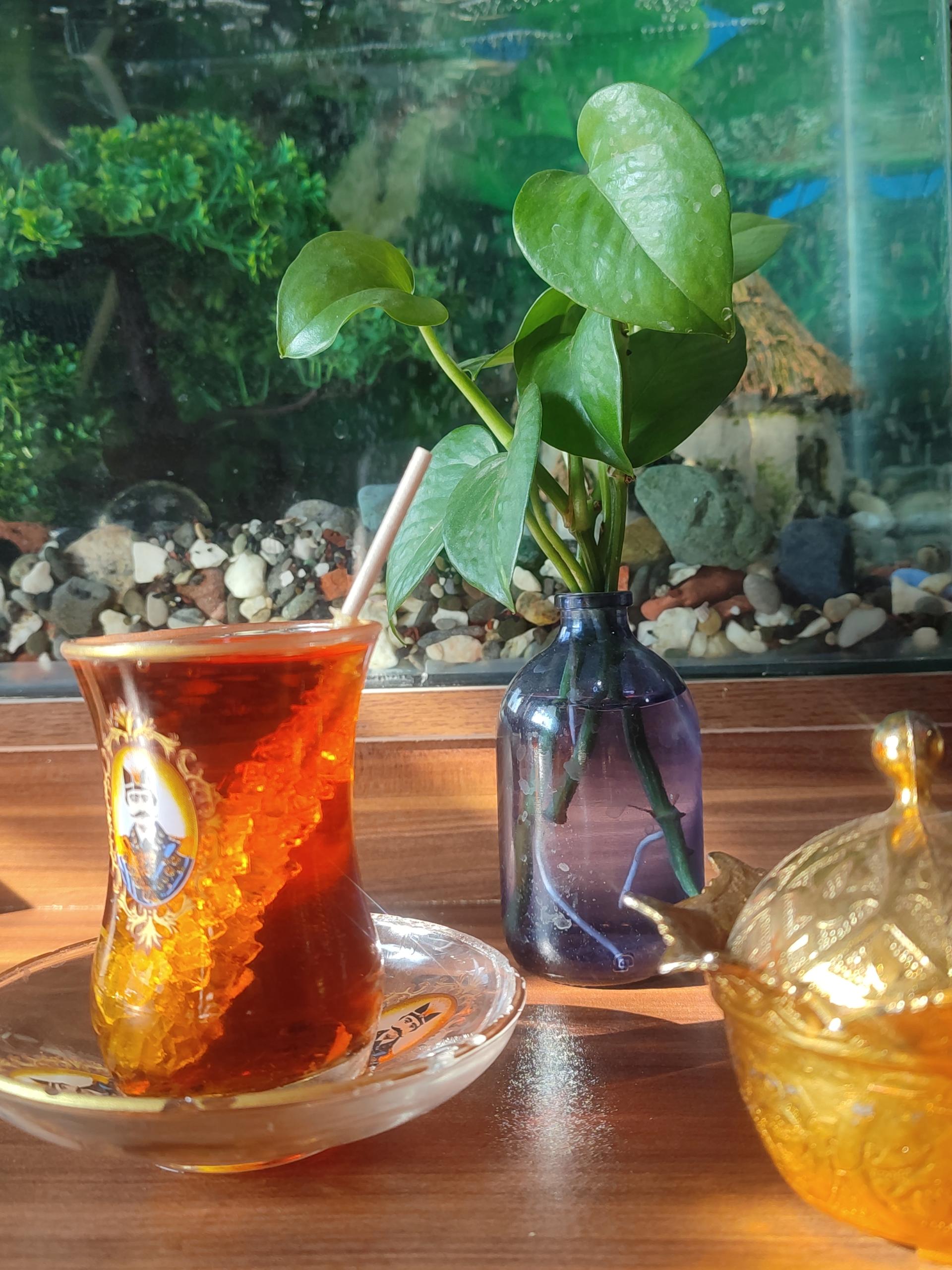 عکس کله پزی لیمو