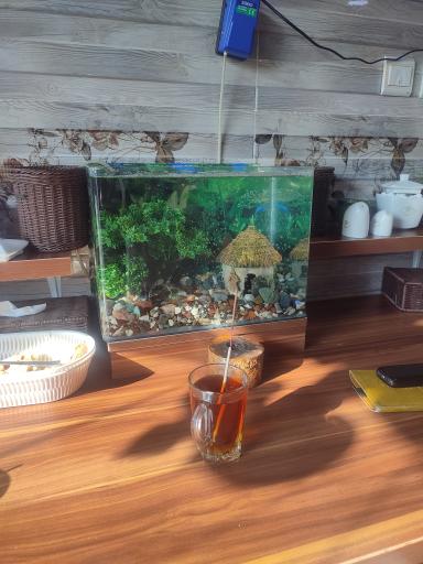 عکس کله پزی لیمو