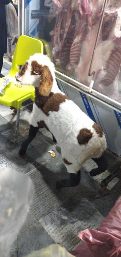 عکس بازار ماهی فروشان