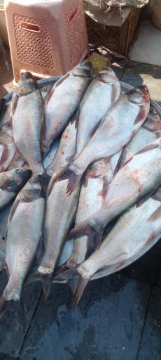 عکس بازار ماهی فروشان