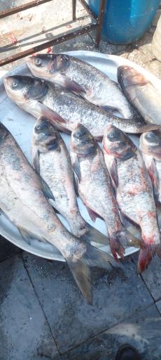 عکس بازار ماهی فروشان