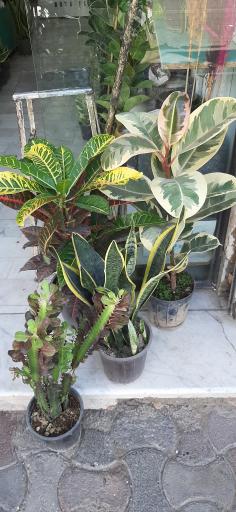 عکس گل فروشی رویا گل