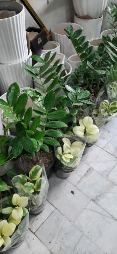 عکس گل فروشی رویا گل