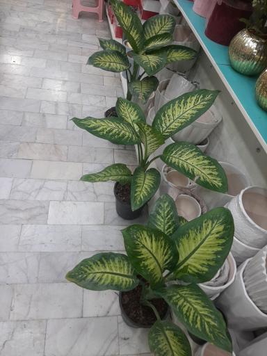 عکس گل فروشی رویا گل