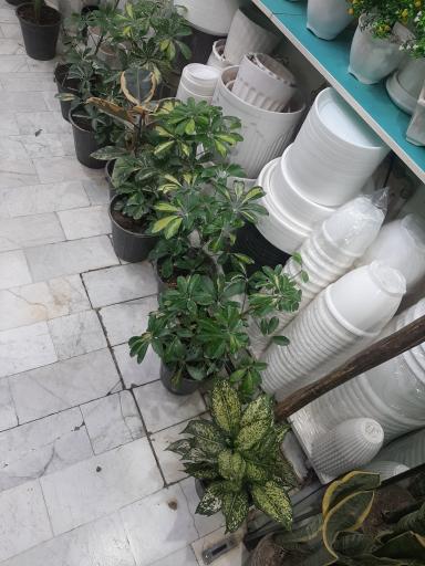 عکس گل فروشی رویا گل