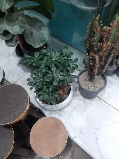 عکس گل فروشی رویا گل