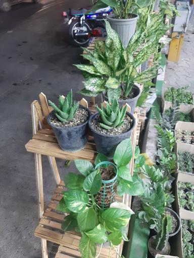 گل فروشی رویا گل