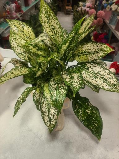 عکس گل فروشی رویا گل