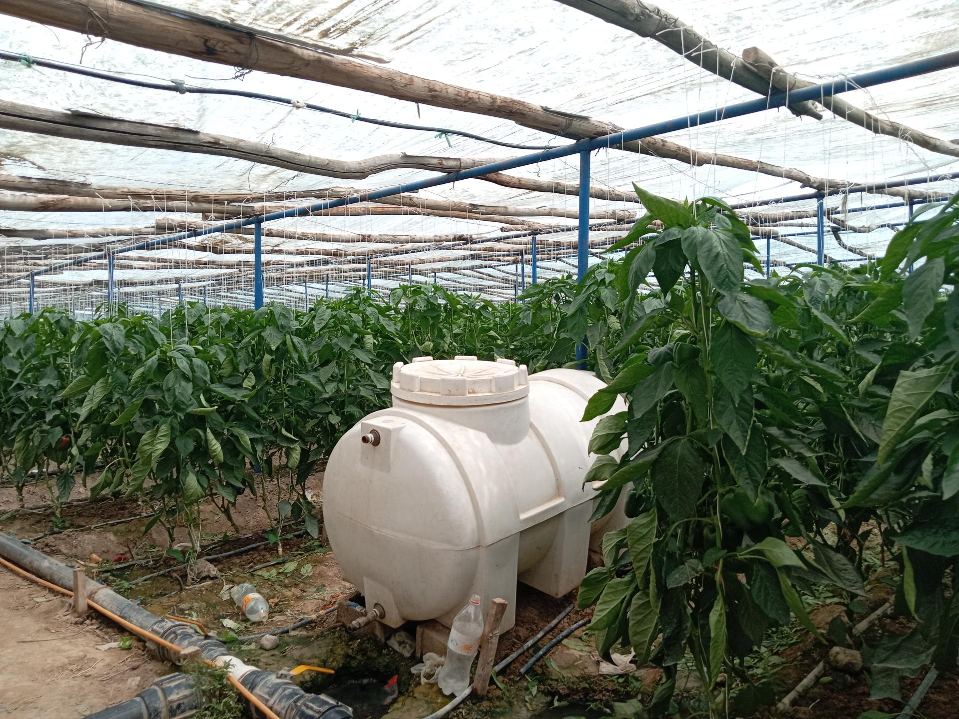 عکس گلخانه آقای عبدالرسول شیخی فلفل 