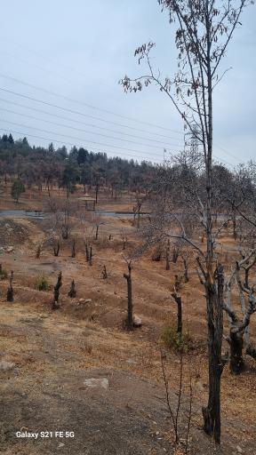 عکس بوستان جنگلی سرخه حصار