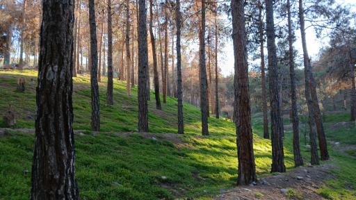 عکس بوستان جنگلی سرخه حصار