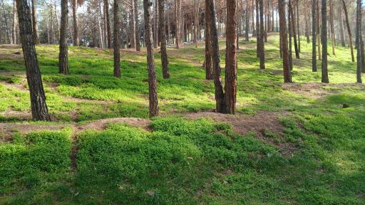 عکس بوستان جنگلی سرخه حصار