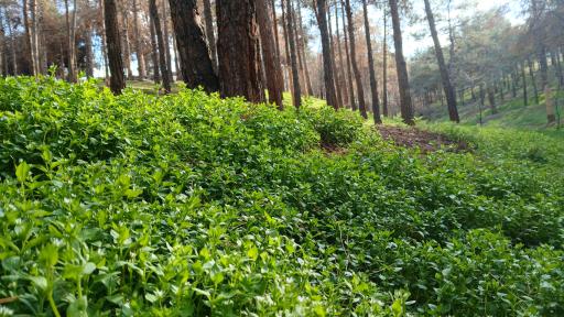 عکس بوستان جنگلی سرخه حصار