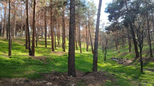 عکس بوستان جنگلی سرخه حصار