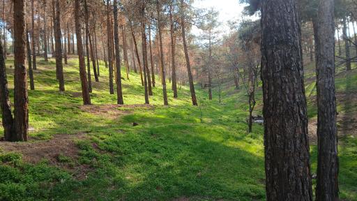 عکس بوستان جنگلی سرخه حصار