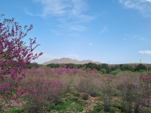 عکس بوستان جنگلی سرخه حصار