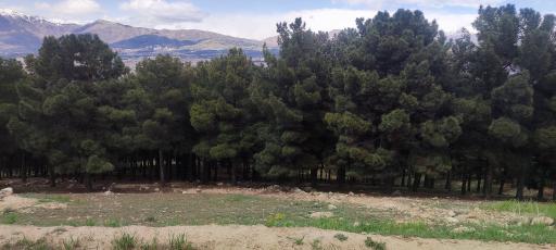 عکس بوستان جنگلی سرخه حصار
