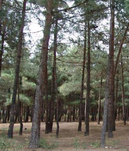 عکس بوستان جنگلی سرخه حصار