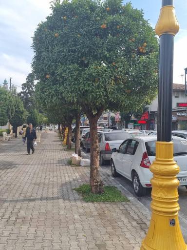 عکس پارک شهرداری نوشهر