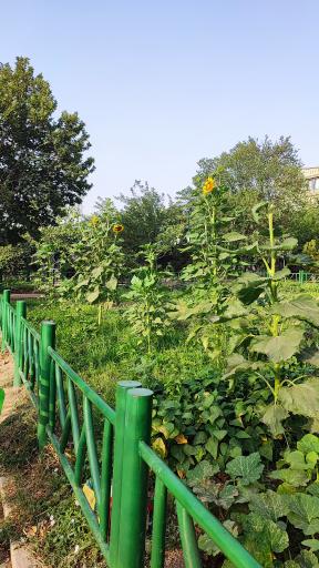 عکس بوستان ترنج