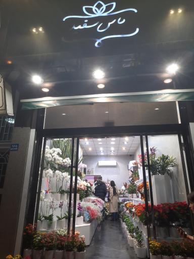 عکس گالری گل یاس سفید