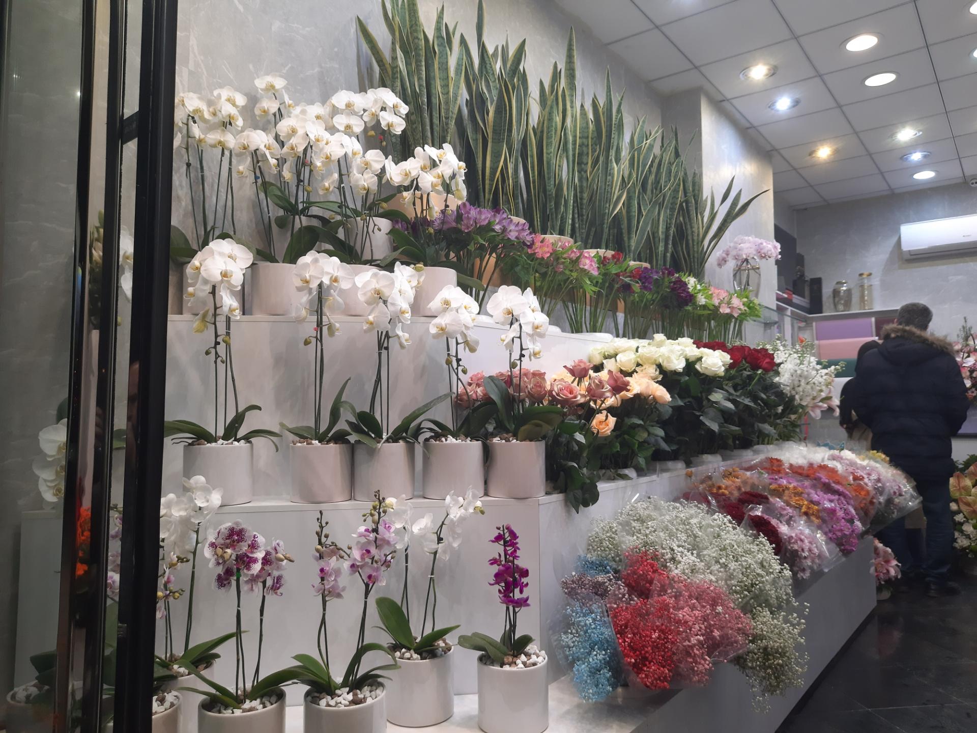 عکس گالری گل یاس سفید