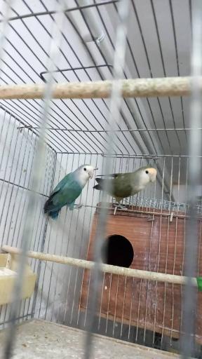 عکس پرنده سرای آذربایجان 