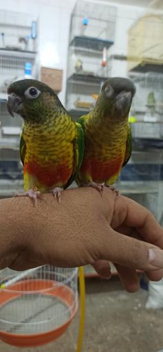 عکس پرنده سرای آذربایجان 