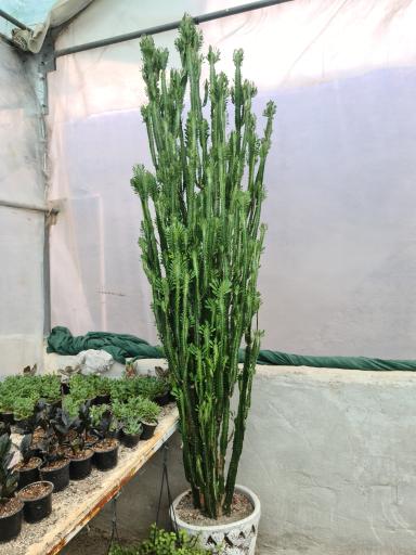 عکس گلخانه کاکتوس (شهریار کاکتی)
