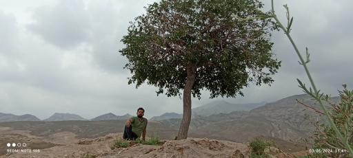 عکس چناران