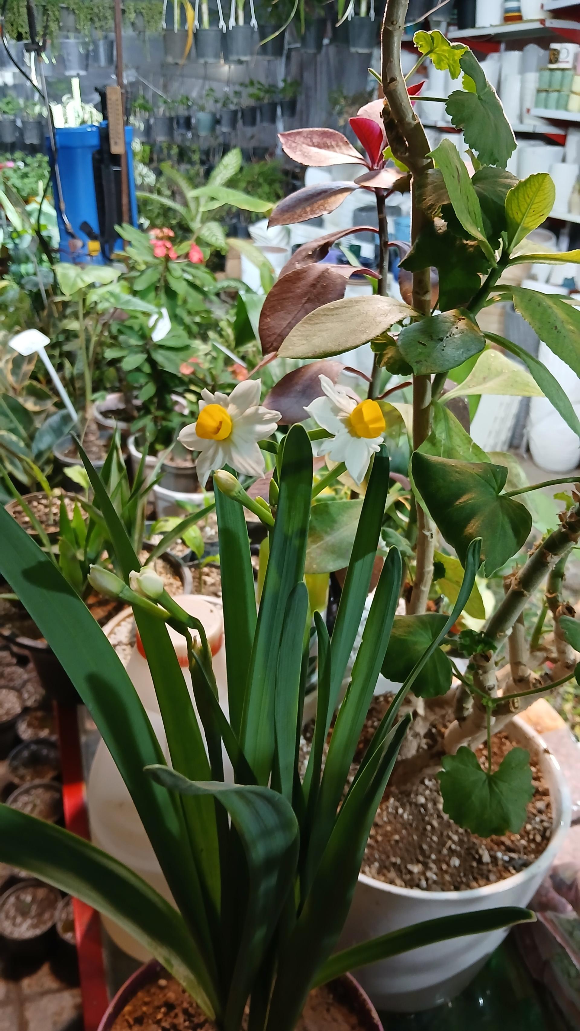 عکس گل و گیاه رستمی