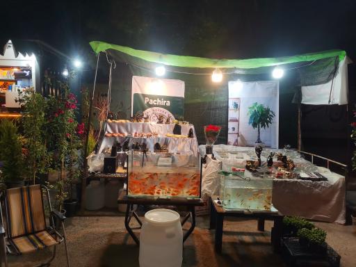 عکس کافه گل پاچیرا 