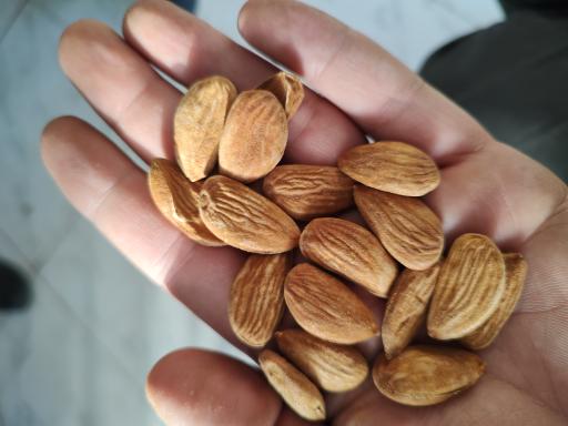 عکس کارگاه بادام شکنی حاج اکبر عرب 