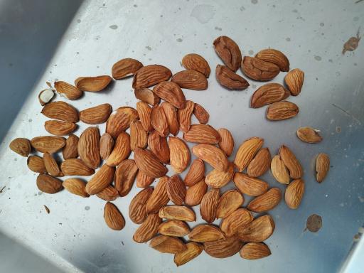 عکس کارگاه بادام شکنی حاج اکبر عرب 