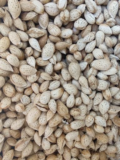 عکس کارگاه بادام شکنی حاج اکبر عرب 