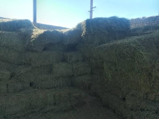 عکس خوراک دام نظری