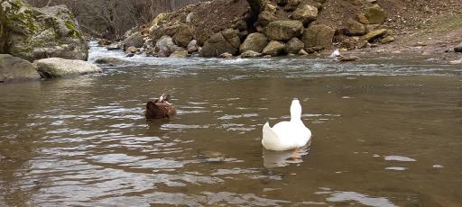 عکس رودخانه ماسال شالما