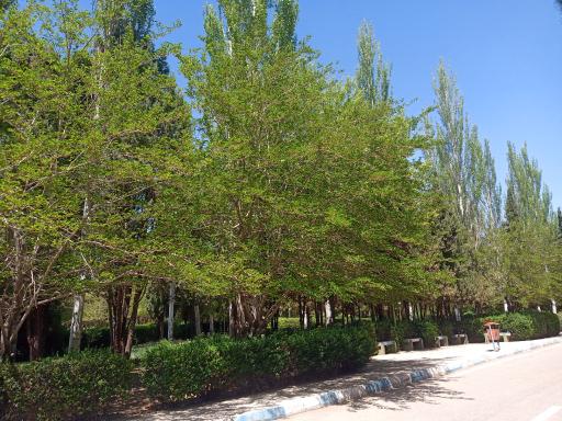 عکس بوستان حجاب و عفاف شهید قاسم سلیمانی