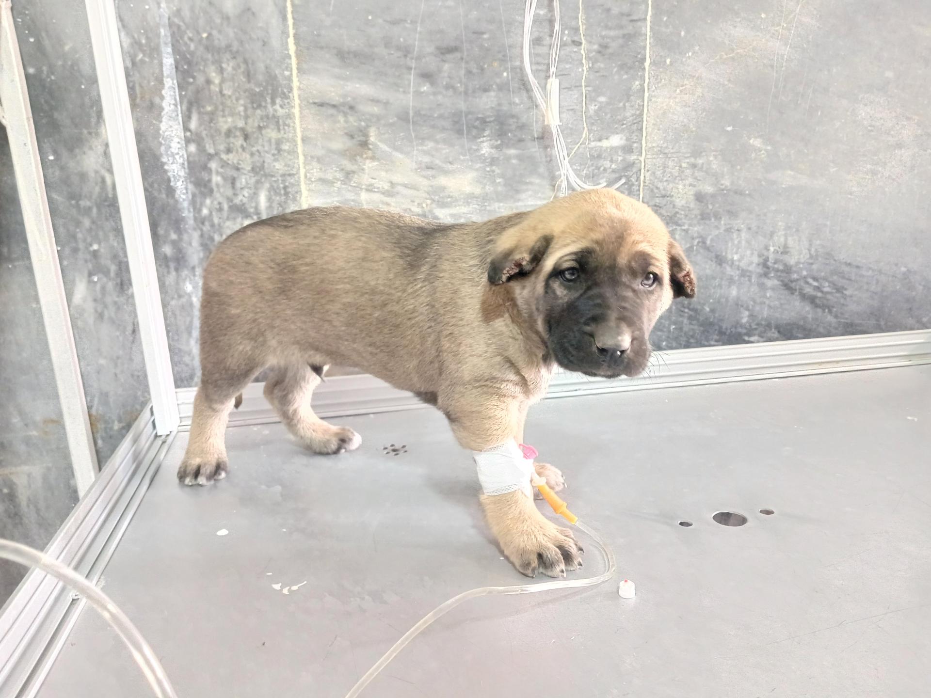 عکس دامپزشکی دکتر طالب نژاد