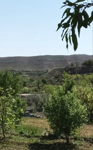 عکس سرغایه