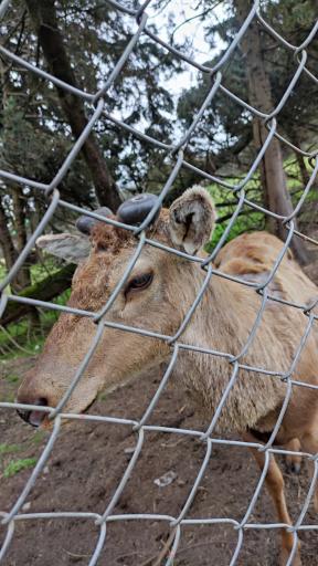 عکس پارک حیات وحش